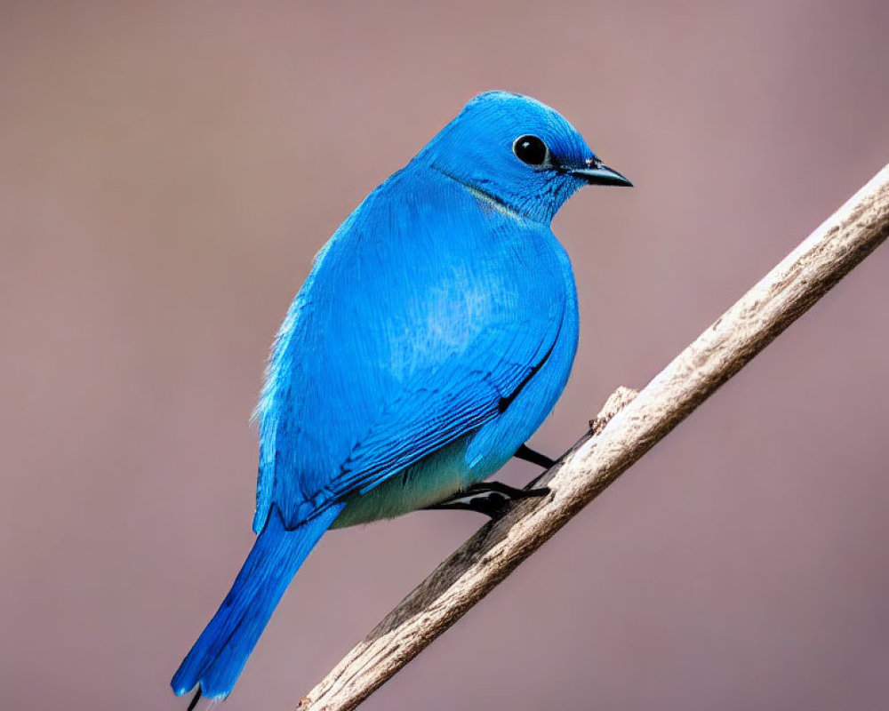 Colorful Blue Bird Perched on Diagonal Branch with Mauve Background