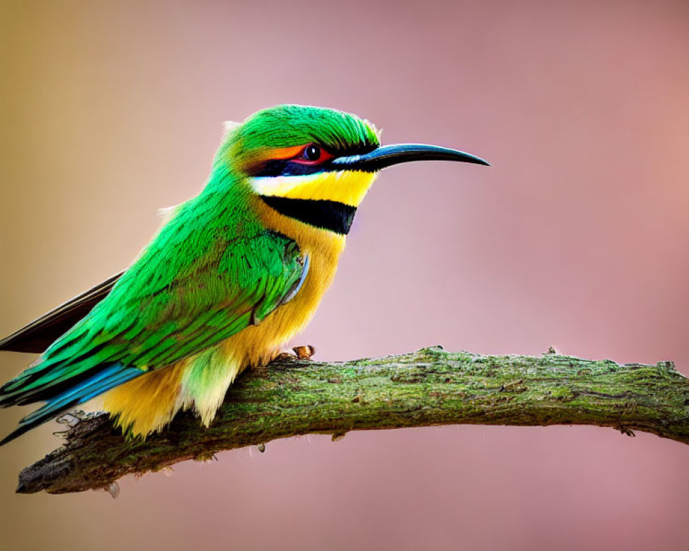 Colorful Green Bee-Eater Bird on Branch with Black Beak