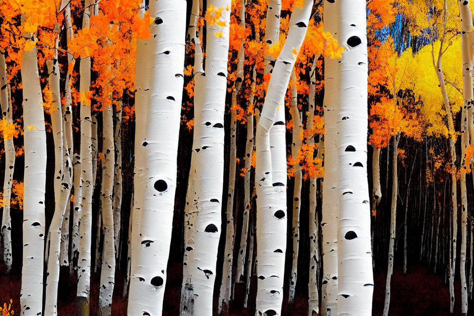 White-barked Aspen Trees with Yellow and Orange Autumn Leaves