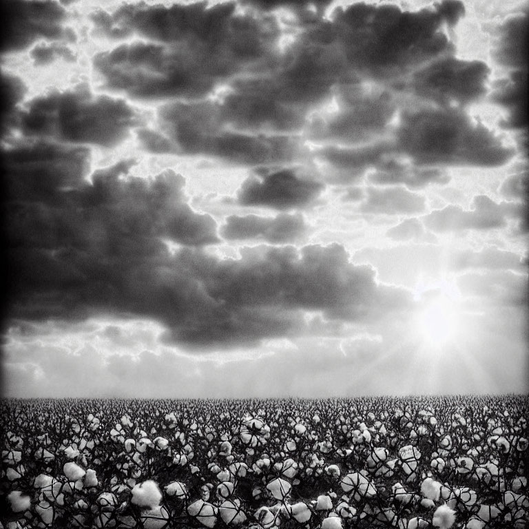 Monochrome photo of vast cotton field under dramatic sky