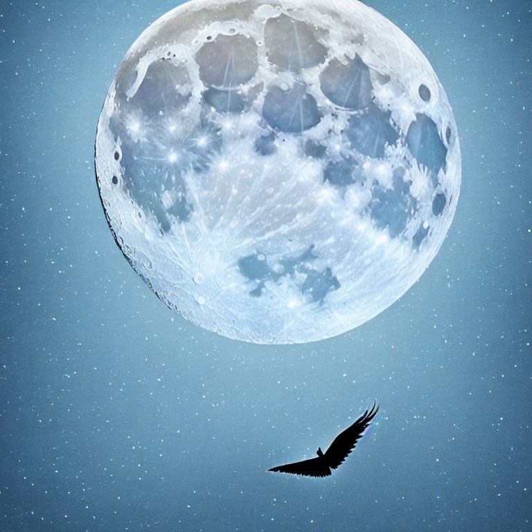 Bird flying under detailed full moon on night sky