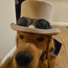 Golden Retriever Dog with Hat Featuring Different Dog Breed Face