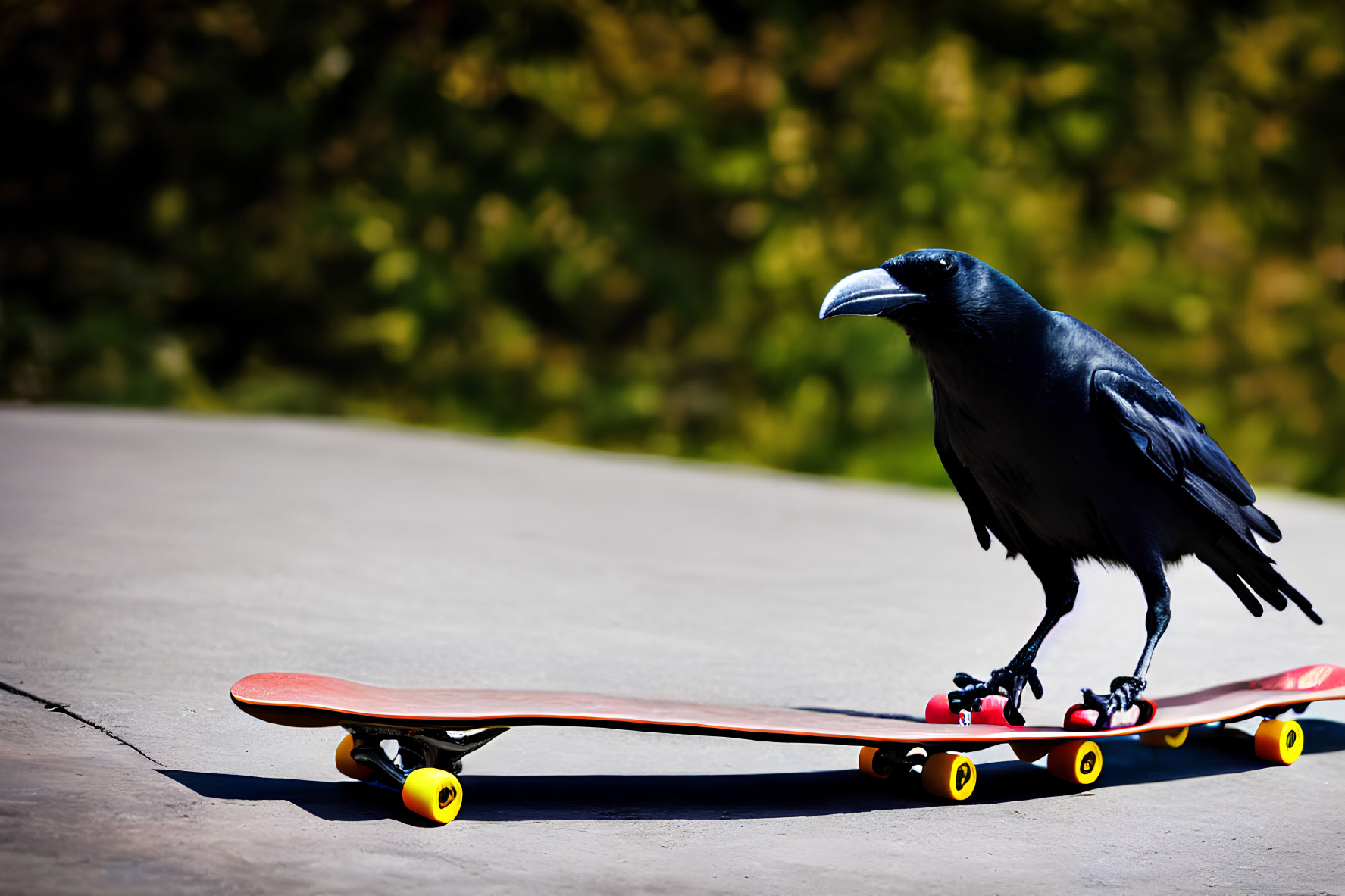 Crow longboard