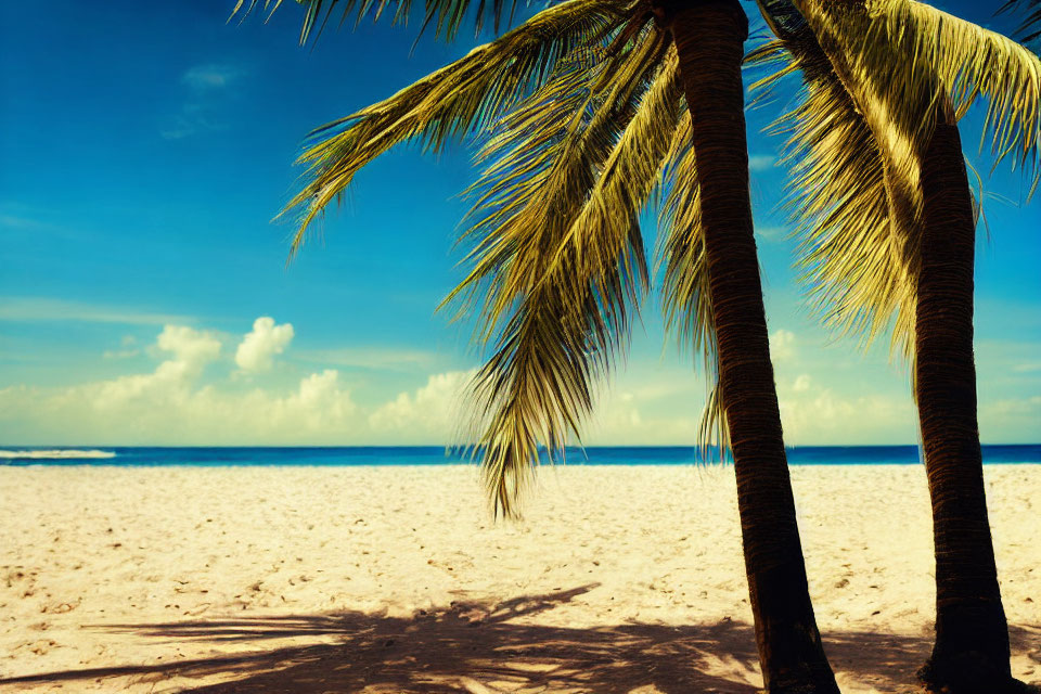 Sunny beach scene with two palm trees and clear blue sky