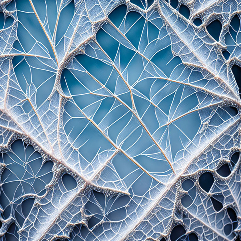 Detailed Skeleton Leaf Structure on Soft Blue Background