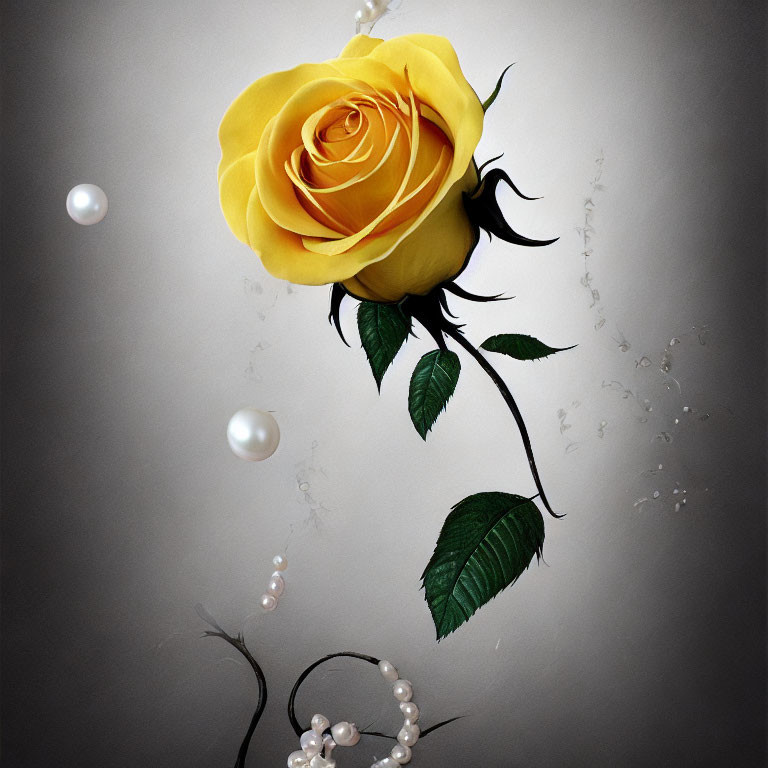 Yellow Rose with Black Thorns and Pearls on Gray Background