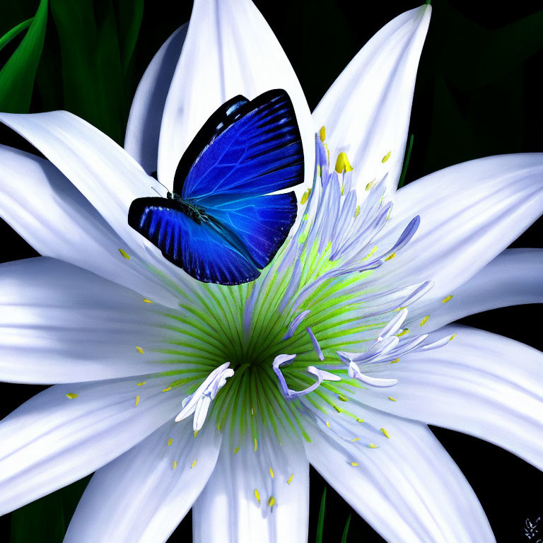 Blue butterfly on white lily with green center and stamens