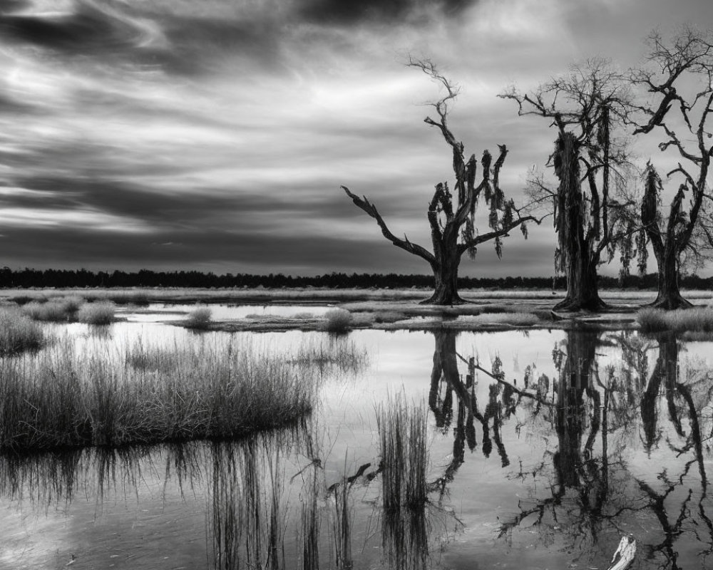 Monochrome landscape with gnarled trees reflected in water