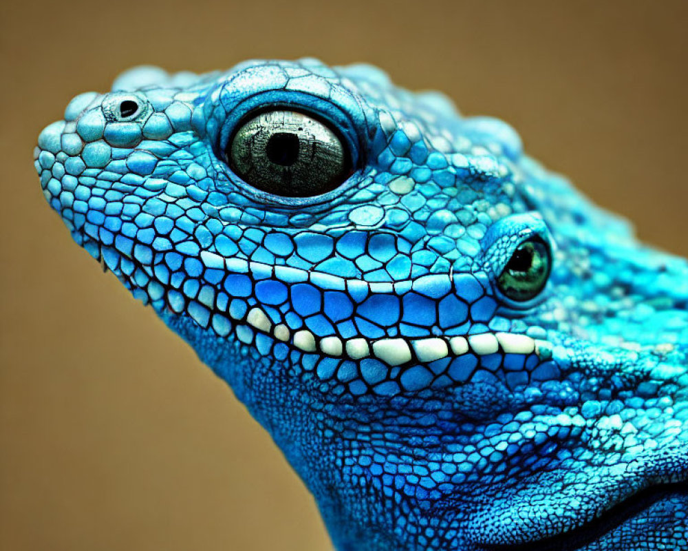 Blue reptile with textured scales and black eyes on brown background.