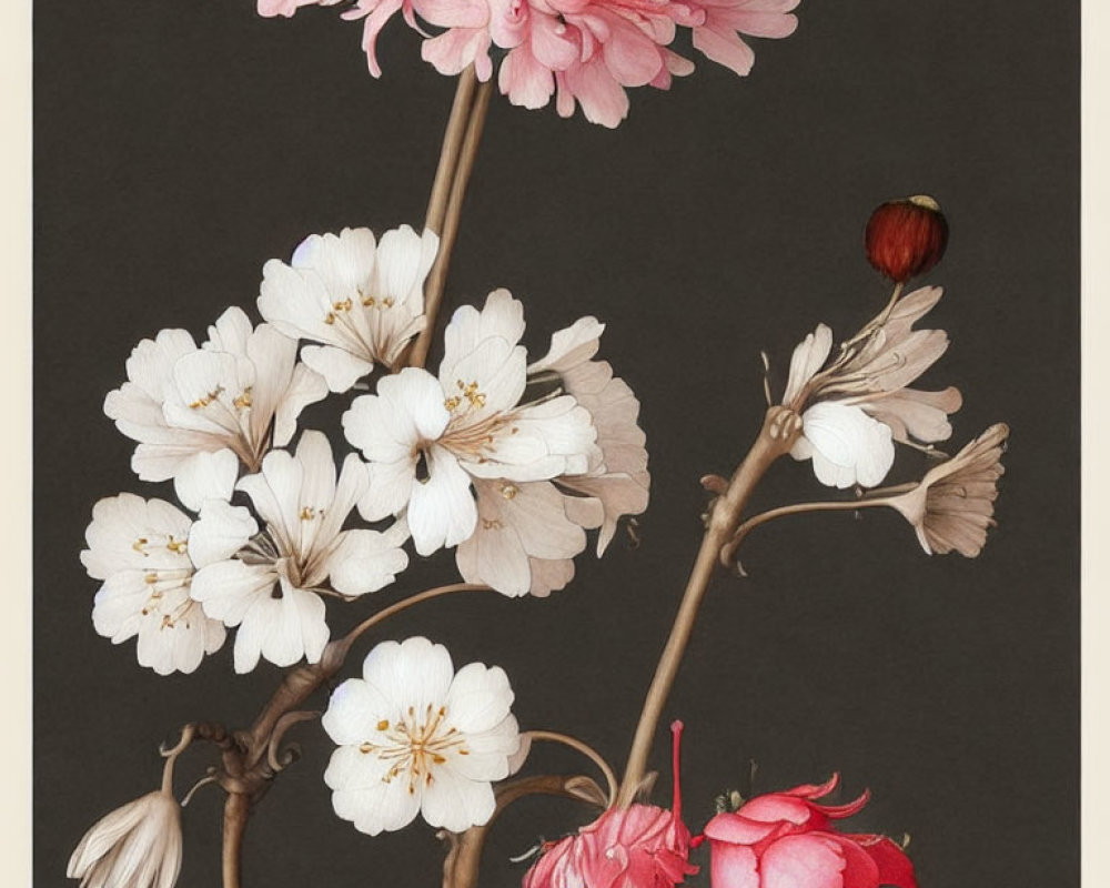 Pink and White Cherry Blossoms on Dark Background