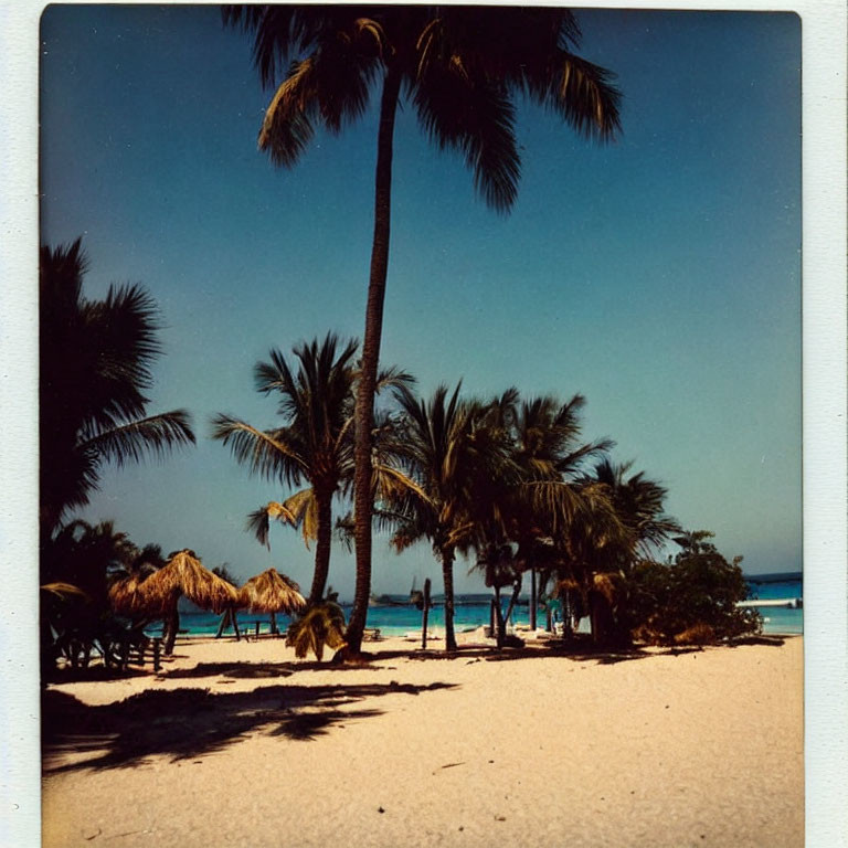 Tranquil Tropical Beach Scene with Palm Trees and Thatched Umbrellas