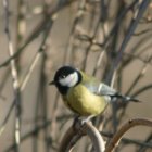 Colorful Bird on Blooming Branch with Pink Flowers and Bokeh Background