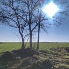 Tranquil landscape with green grass, wildflowers, trees, birds under bright sun