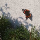 Colorful butterflies fluttering in wildflower scene on textured wall