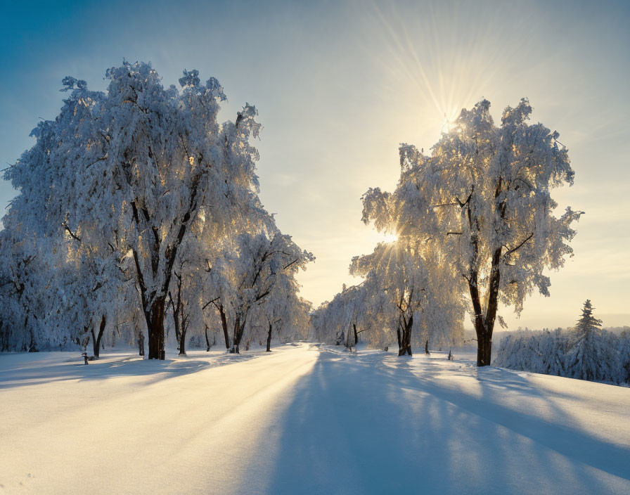 Winter landscape with snow-covered trees and sunlit icy branches