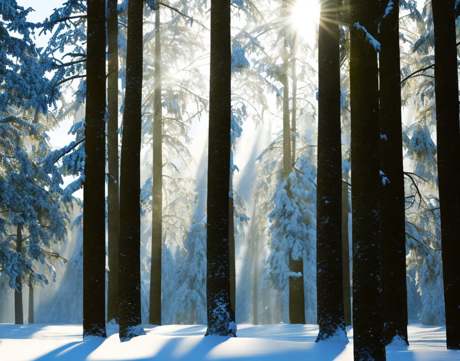 Winter forest scene: Sunlight through snow-covered pines