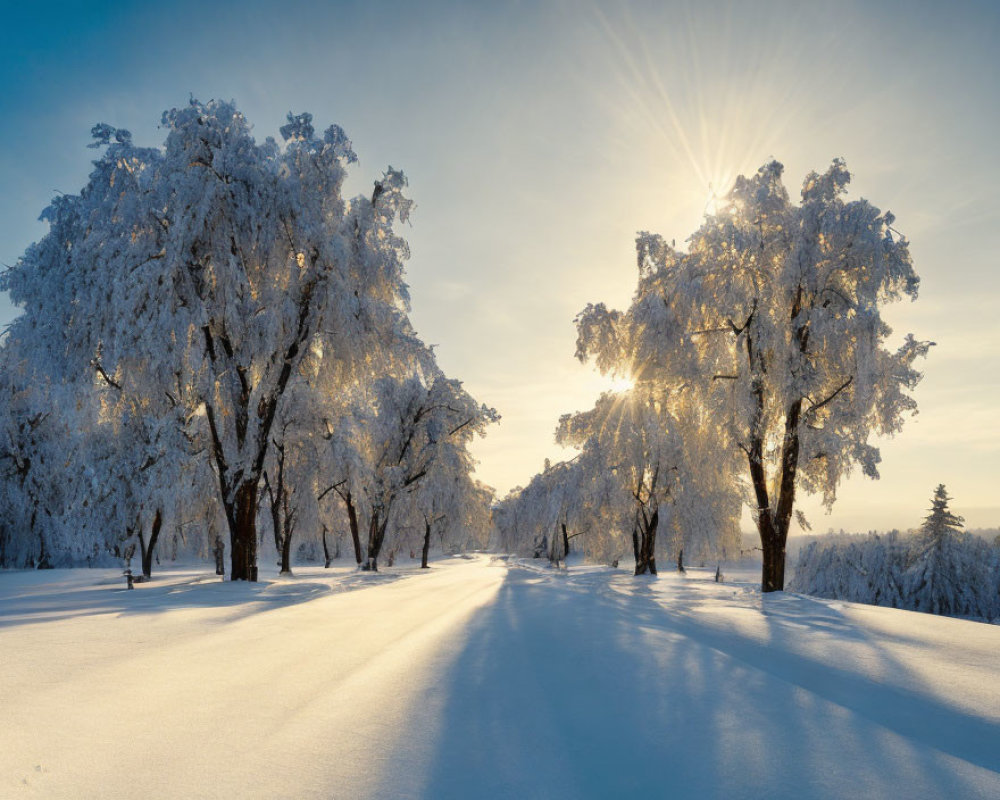 Winter landscape with snow-covered trees and sunlit icy branches