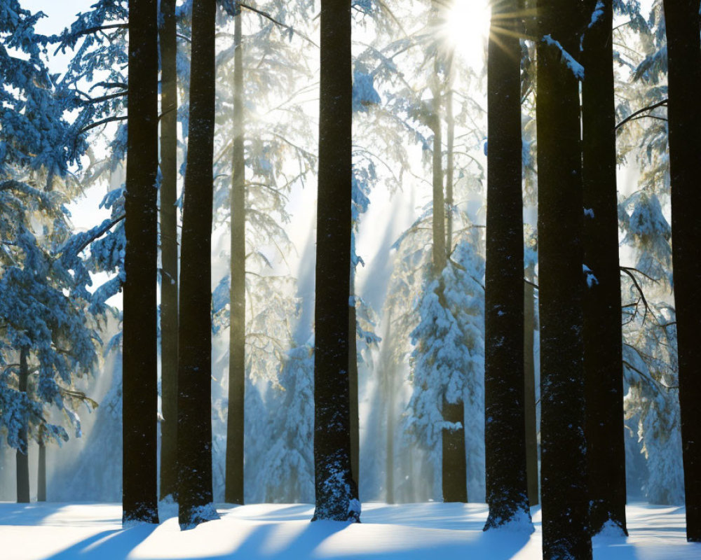 Winter forest scene: Sunlight through snow-covered pines