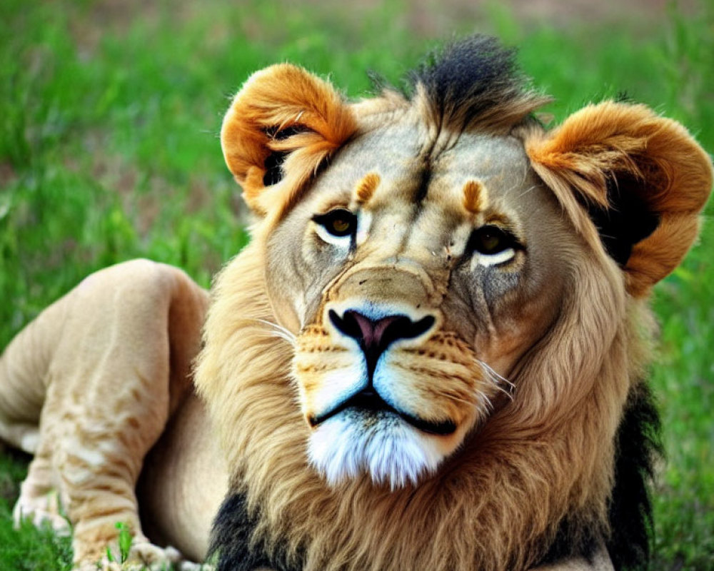 Resting lion with tan fur and distinct mane against lush green background