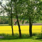 Colorful rural landscape with twisting trees and yellow flowers under a swirl-patterned sky