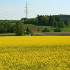 Colorful landscape with sunflowers, houses, trees, and hills under a blue sky