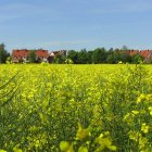 Sunflower field painting with stream, village, and swirling blue sky