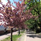 Scenic cobblestone path in vibrant garden with cherry trees