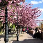 Vibrant cherry blossom scene with people walking by pond