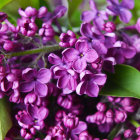 Assorted Purple Flowers Painting with Green Foliage