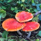 Vibrant red mushrooms with white edges and dark stems in mossy setting.