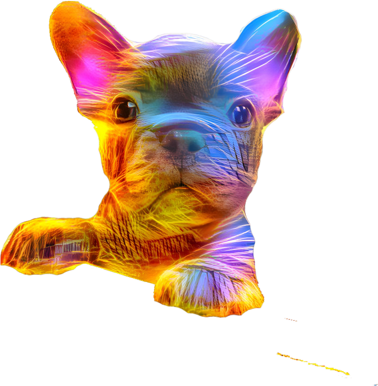 french bulldog