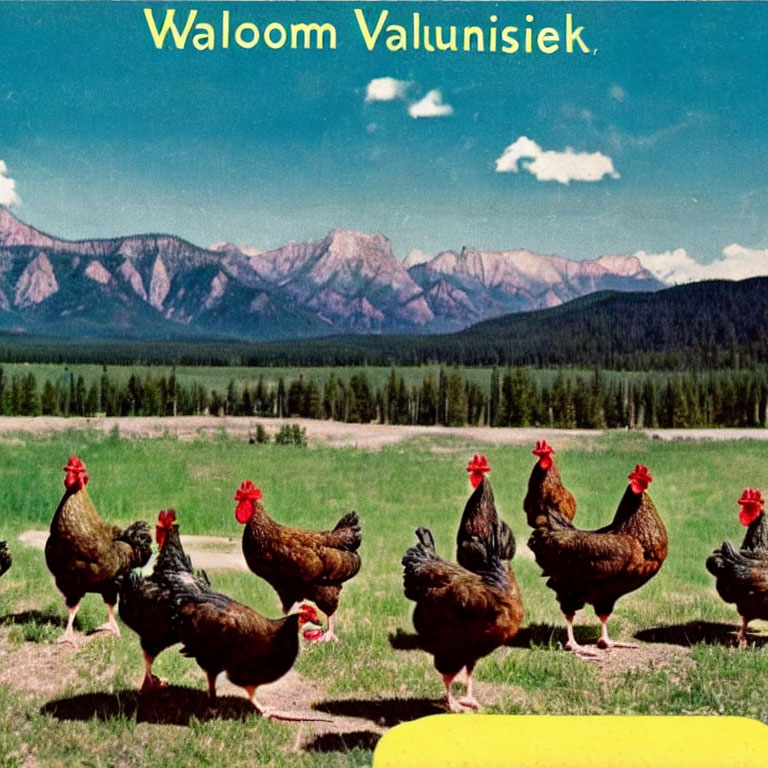 Chickens in foreground with green fields and mountain range under blue sky