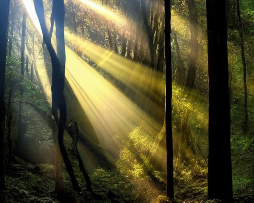 Misty forest with sunbeams illuminating verdant undergrowth