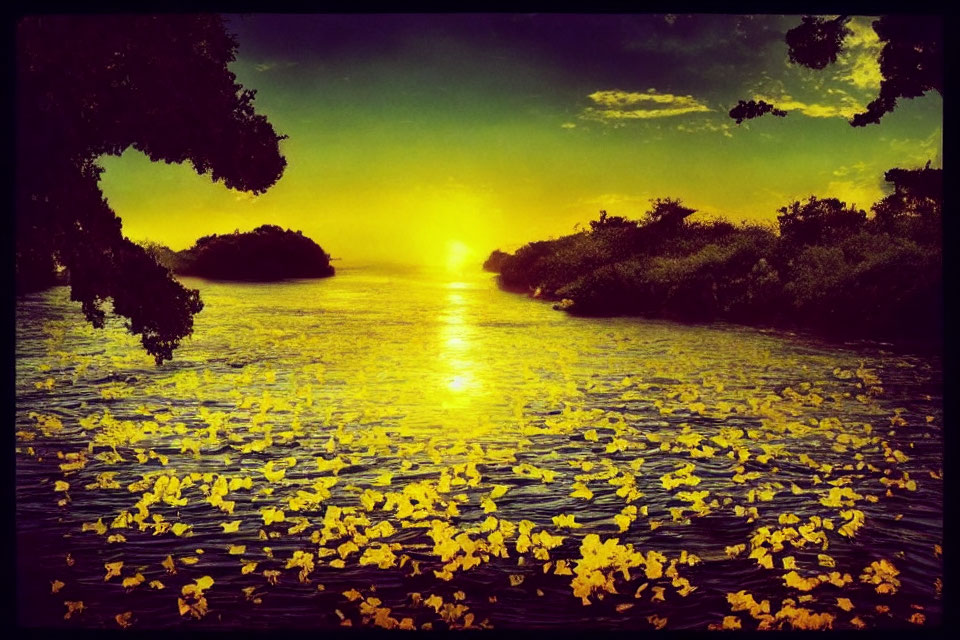 Scenic sunset over calm river with yellow petals and silhouetted trees