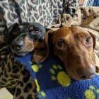 Two Dachshund Dogs on Sled with Christmas Tree and Snow Background