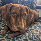 Brown dog with expressive eyes on blue and yellow background