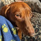 Detailed Illustration: Brown Dachshund Resting on Blue Blanket with Yellow Roses