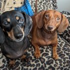 Glossy animated dachshund dogs on multicolored surface with blue tree