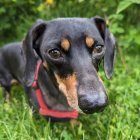 Colorful Psychedelic Dachshund Artwork on Ornate Background