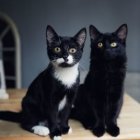 Three black and white cats in colorful floral setting at night