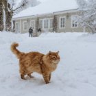 Striped cat in whimsical landscape with swirling leaves and quaint houses