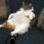 Fluffy white and brown cat with orange on blue chair