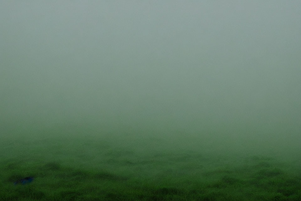 Thick Fog Blanketing Green Grass View