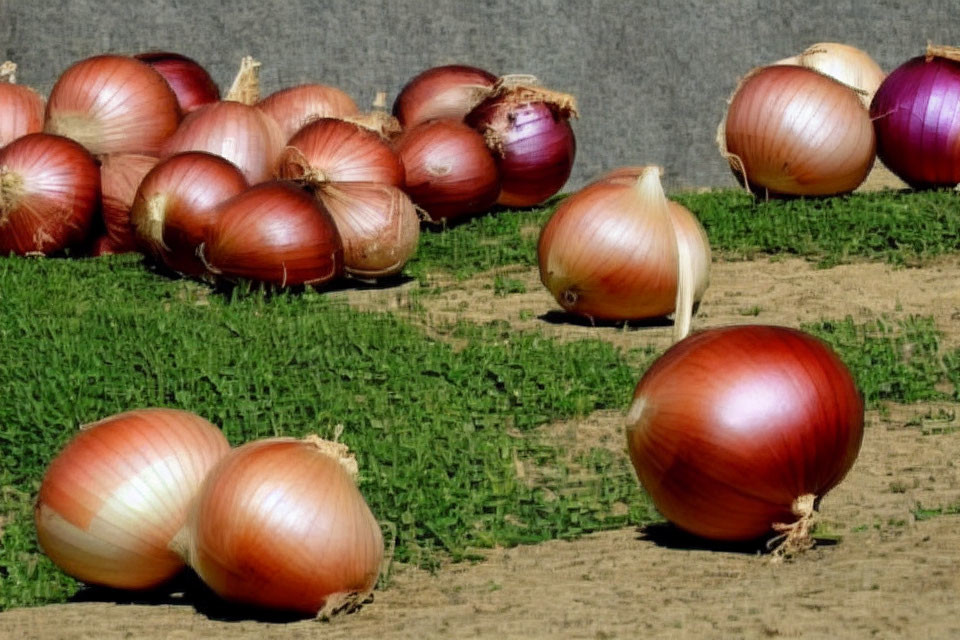 Fresh onions with dry skins on textured soil surface