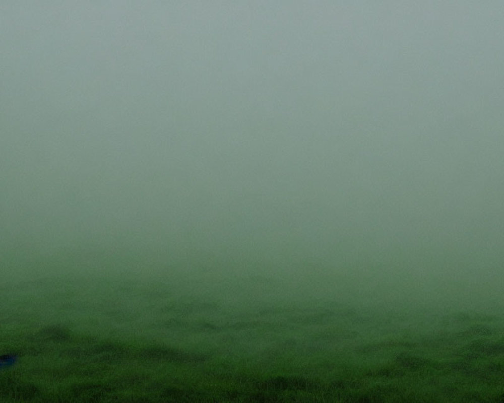 Thick Fog Blanketing Green Grass View