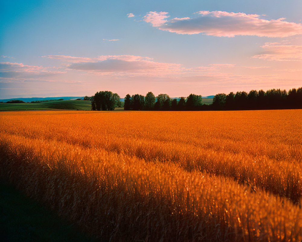 Golden wheat field at sunset with distant trees and gradated sky.