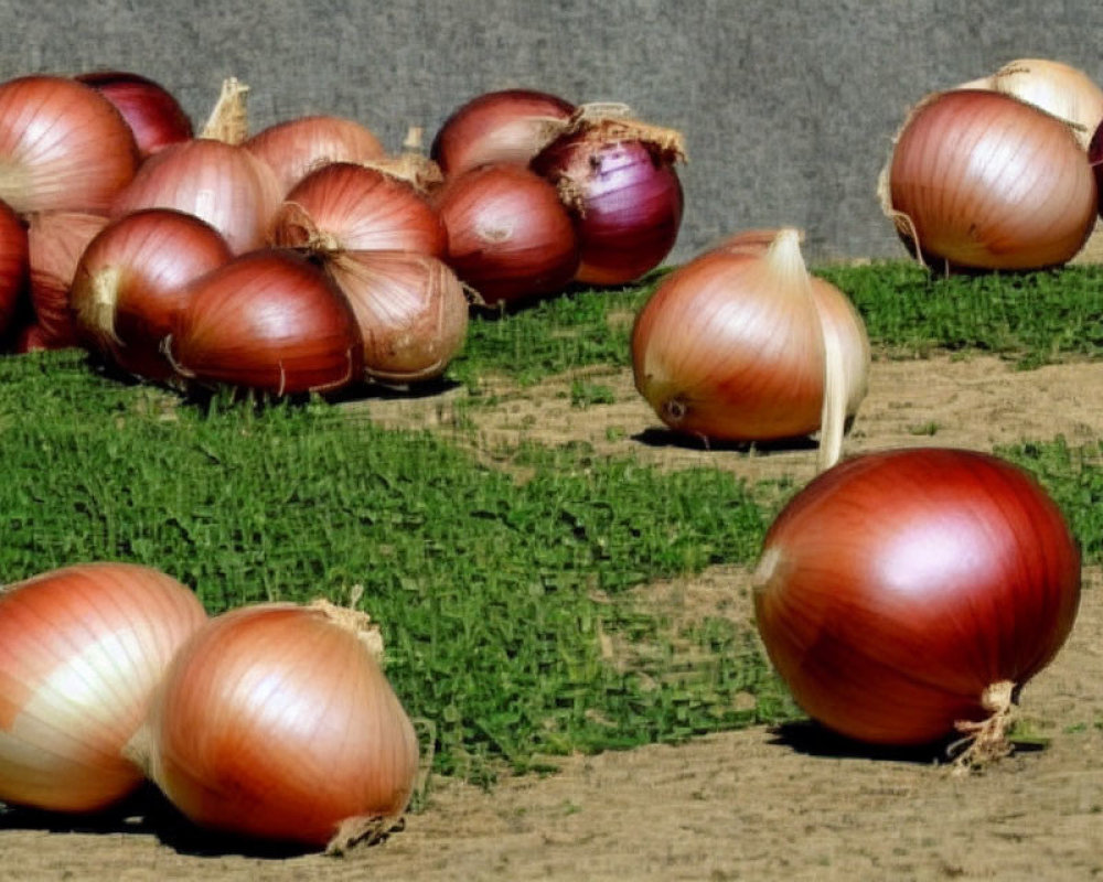 Fresh onions with dry skins on textured soil surface