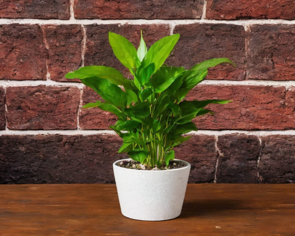 Green potted plant on wooden surface against red brick wall background