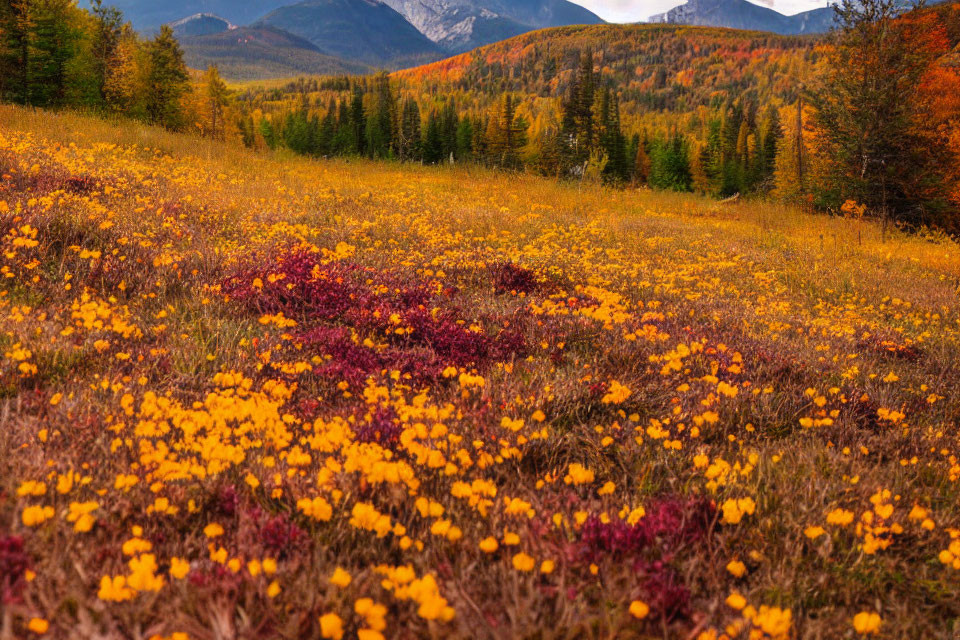 Vibrant autumn landscape with yellow and red foliage, trees, and mountains under a cloud-streak