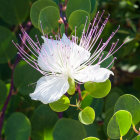 White Bloom with Prominent Stamens in Sunlit Natural Setting